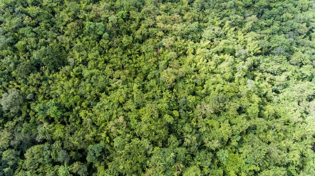 Luchtfoto van het bos.