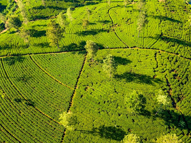 Luchtfoto van heuvels met theeplantage op mistige ochtend in Sri Lanka Drone-foto