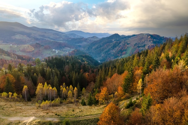 Luchtfoto van hoge bergheuvels bedekt met dicht geel bos en groene sparren in de herfst.