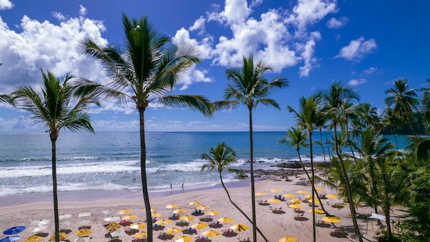 Luchtfoto van Itacare strand Bahia Brazilië Prachtige kokos- en palmbomen met het strand op de achtergrond