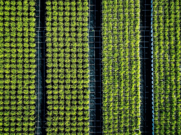 Luchtfoto van landbouwgrond en rijen gewassen Groene zaailingen in rijen in de kas van Italië