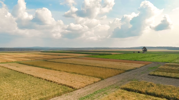 Luchtfoto van landelijke landbouw velden van rijp maïs en tarwe, omliggende wegen van het platteland tegen eenzame boom onder blauwe hemel met witte wolken in de zomer