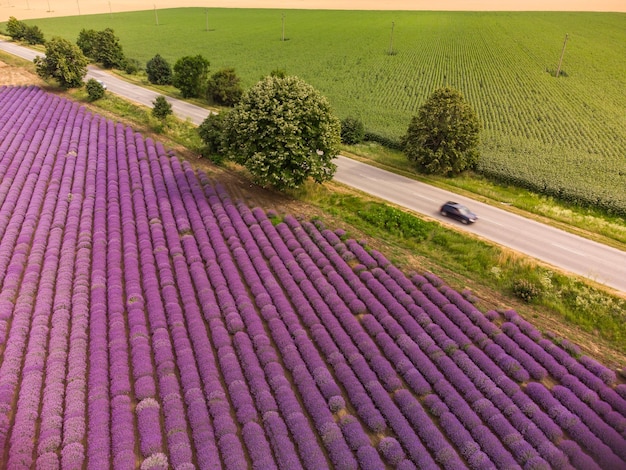 Luchtfoto van lavendelveld op zomerdag