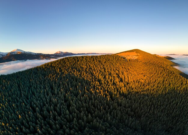 Luchtfoto van levendige zonsopgang boven bergheuvels bedekt met groenblijvend sparrenbos in de herfst.