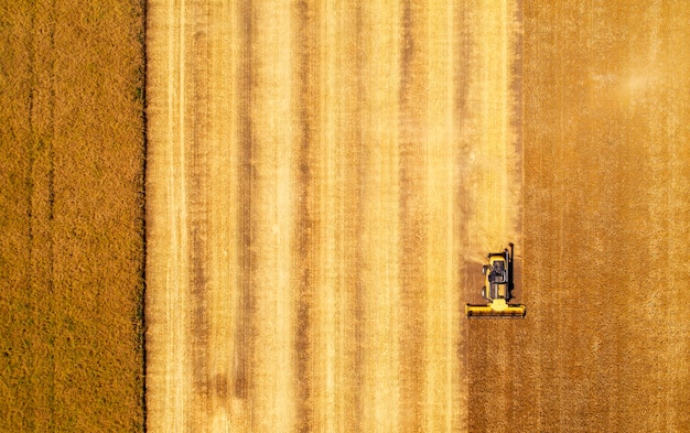 Luchtfoto van maaidorser oogsten van tarwe. mooi tarweveld.