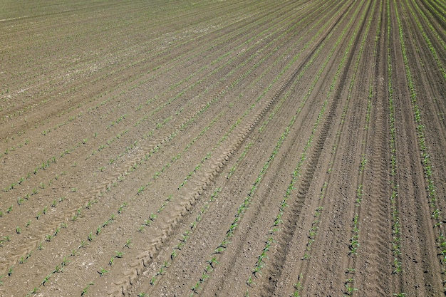 Luchtfoto van maïsveld. Bovenaanzicht lente maïsveld.