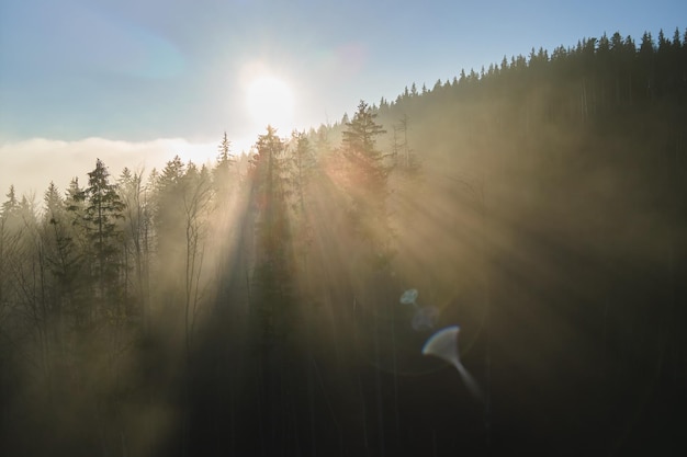 Luchtfoto van mistige avond over donkere dennenbosbomen bij heldere zonsondergang Verbazingwekkend landschap van wild bergbos in de schemering