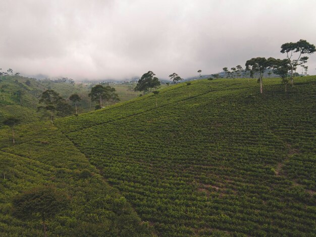 Luchtfoto van mistige misttheeplantage in Indonesië