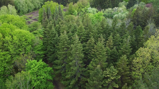 Luchtfoto van naaldbomen op een groene weide in het park