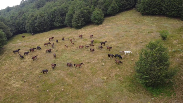 Luchtfoto van paarden die grazen in de wei