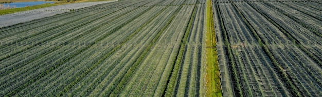 Luchtfoto van plastic kas op appelboomgaard