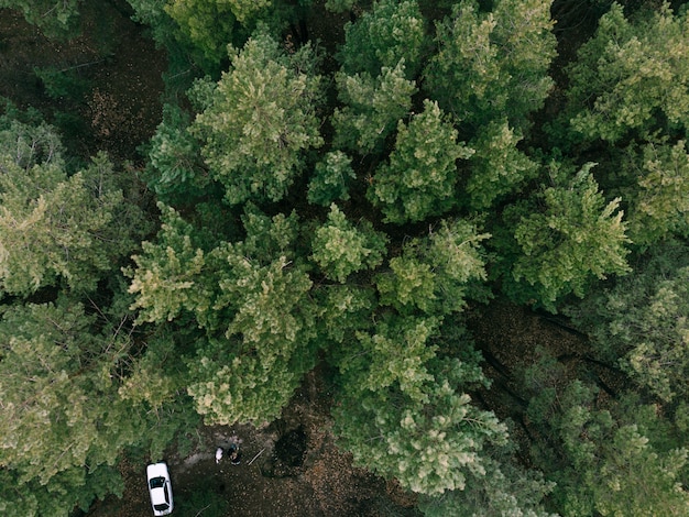 Luchtfoto van pne groenblijvende bos en witte auto. Kamperen op de natuur. Duurzaam lokaal reizen. Herstellende ontsnapping. Hoge kwaliteit foto