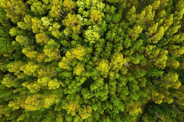Luchtfoto van prachtig groen bos, van bovenaf geschoten met een drone, natuurlijk landschap