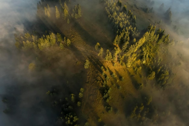 Luchtfoto van prachtig landschap met mistig bos