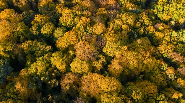 luchtfoto van prachtige boslandschap met gele bomen van bovenaf