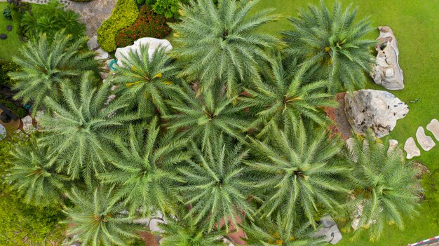 Luchtfoto van prachtige groene tuin