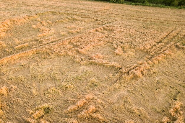 Luchtfoto van rijp boerderijveld klaar om te oogsten met gevallen afgebroken door windtarwekoppen. Beschadigde gewassen en landbouw mislukking concept.