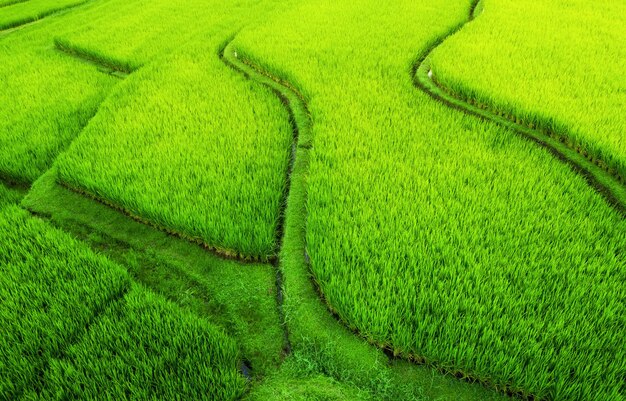 Luchtfoto van rijstterrassen Landschap met drone Agrarisch landschap vanuit de lucht Rijstterrassen in de zomer UNESCO Werelderfgoed Jatiluwih opkomstterras Bali Indonesië Travel image