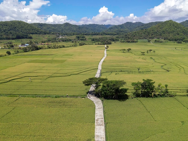 Luchtfoto van rijstveld met weg in Pronosutan Bekijk Kulon Progo Yogyakarta