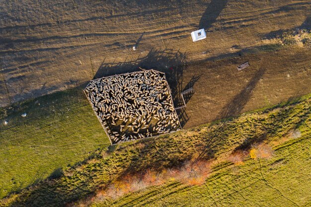 Luchtfoto van schapen