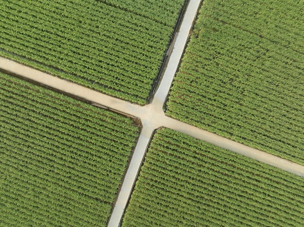 Luchtfoto van suikerrietplanten die op het veld groeien