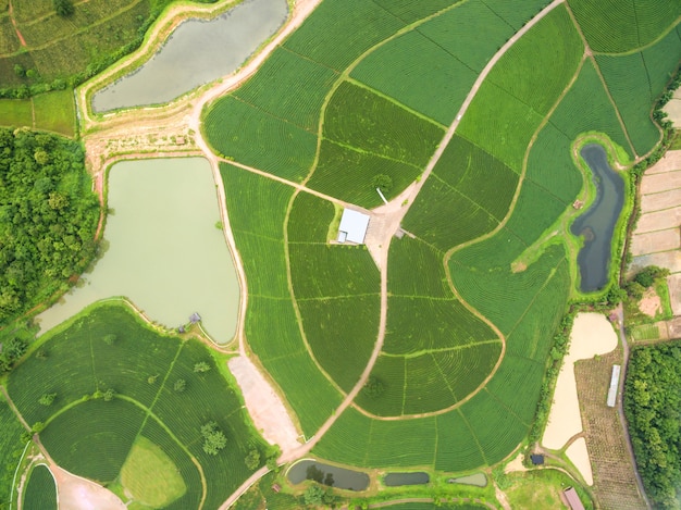 Luchtfoto van theeplantage