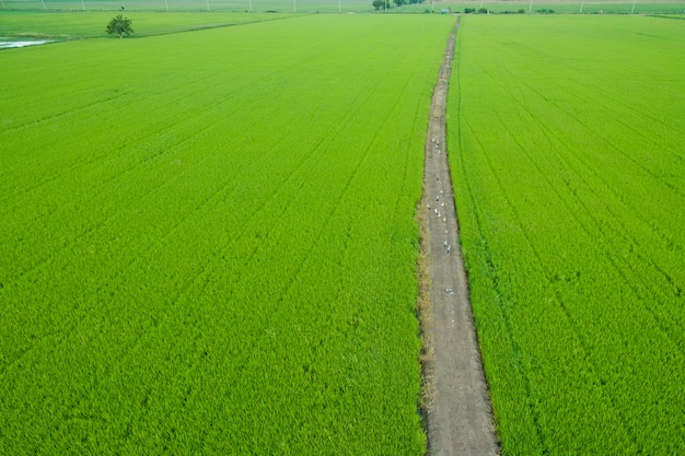 Luchtfoto van vliegende drone van rijst veld