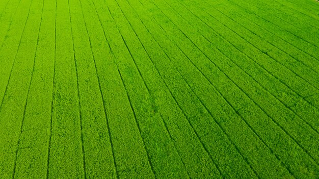 Luchtfoto van vliegende drone van veldrijst met landschap groen patroon natuur achtergrond, bovenaanzicht veld rijst