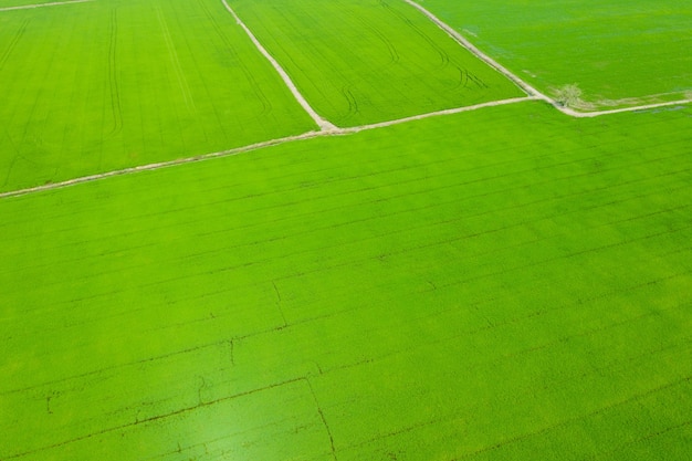 Luchtfoto van vliegende drone van veldrijst met landschap groen patroon natuur achtergrond, bovenaanzicht veld rijst