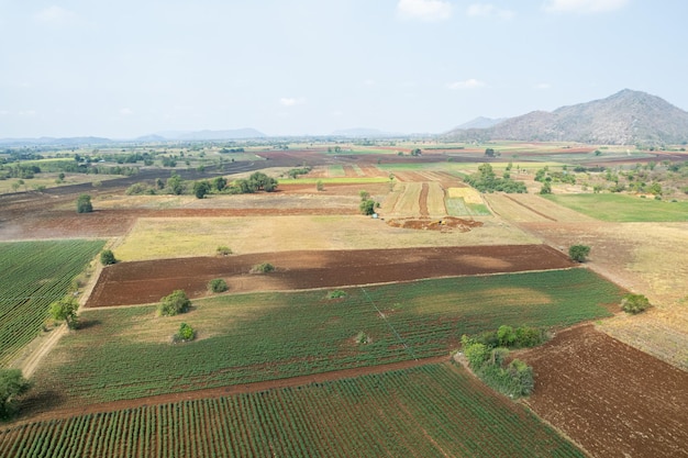 Luchtfoto van vliegende drone van veldrijst met landschap groen patroon natuur achtergrond bovenaanzicht veldrijst