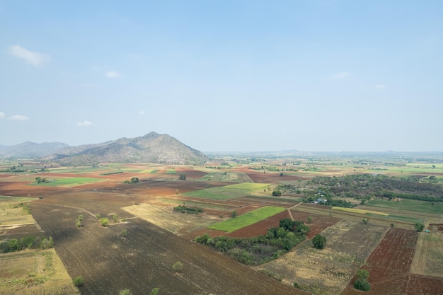 Luchtfoto van vliegende drone van veldrijst met landschap groen patroon natuur achtergrond bovenaanzicht veldrijst