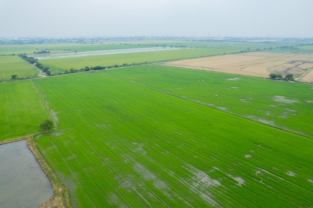 Luchtfoto van vliegende drone van veldrijst met landschap groen patroon natuur achtergrond bovenaanzicht veldrijst