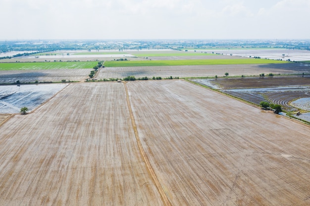 Luchtfoto van vliegende drone van veldrijst met landschaps groen patroon natuur achtergrond, bovenaanzicht veldrijst