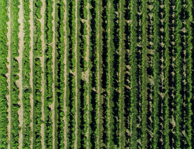 Luchtfoto van wijngaard