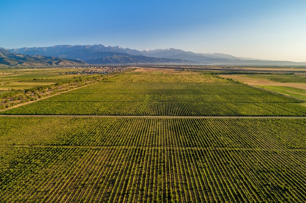 luchtfoto van wijngaarden