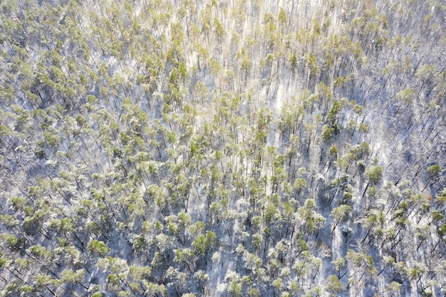 Luchtfoto van winter woud. de zon verlicht de boomtoppen.