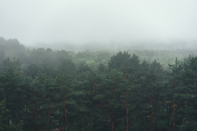 Luchtfoto van zomer groene bomen in bos in de bergen. Bos Boom Bossen.