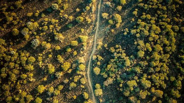 Luchtfoto verticaal bovenaanzicht van landschap met planten en grond en pad in het midden