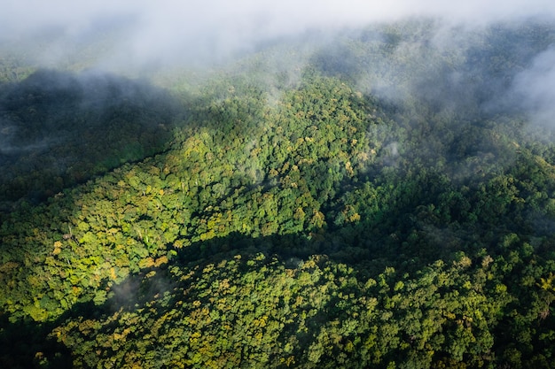 Luchtfoto weg door groen bos