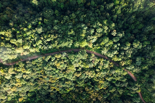 Luchtfoto weg door groen bos