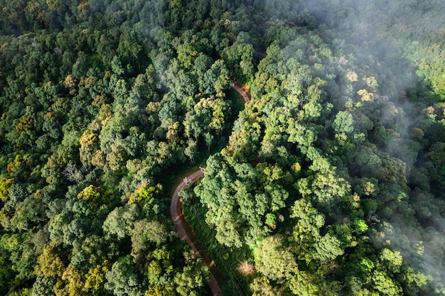 Luchtfoto weg door groen bos