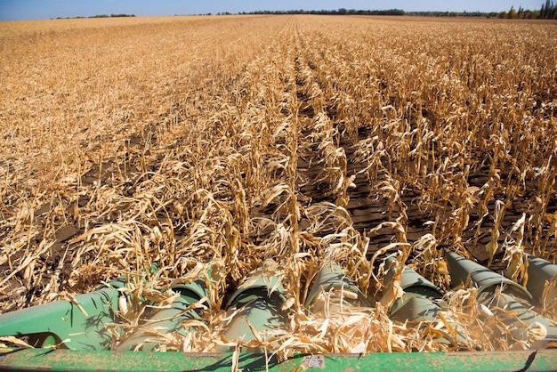 Luchtlandbouw Tarwe oogsten in de herfst