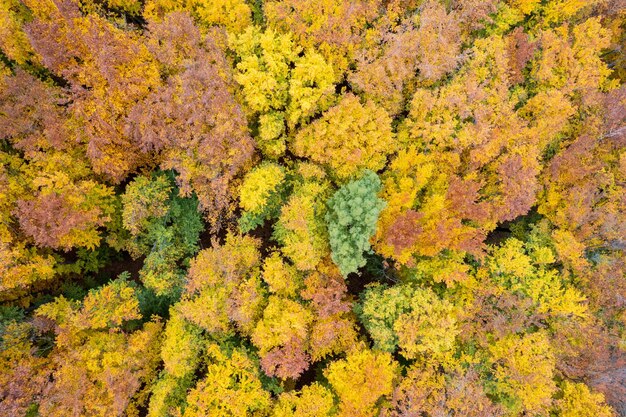 Luchtlandschap van drone van herfstbos