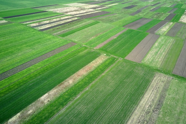 Luchtlandschap van groen landbouwgrond in het zomerseizoen met groeiende gewassen Landbouwbedrijfsveld Landbouw en landbouwindustrie