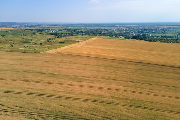 Luchtlandschapsmening van geel gecultiveerd landbouwgebied met rijpe tarwe op heldere zomerdag