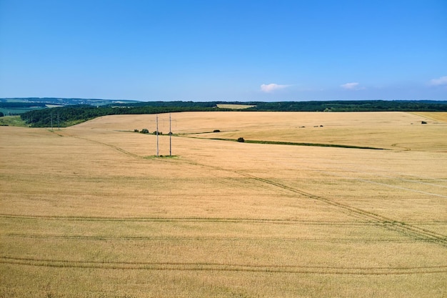 Luchtlandschapsmening van geel gecultiveerd landbouwgebied met rijpe tarwe op heldere zomerdag