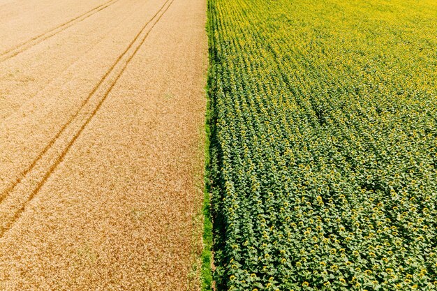 Luchtlandschapsmening van gele gecultiveerde landbouwgebieden met het kweken van tarwegewassen op heldere su...