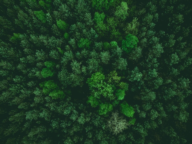 Foto luchtmening over bos bij de lente