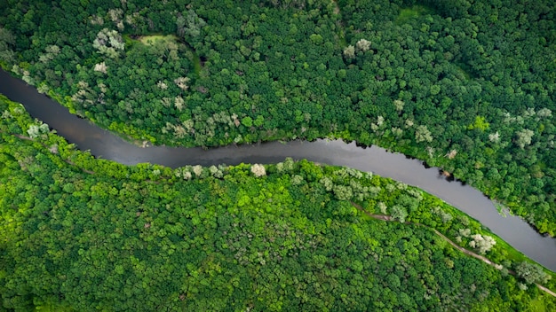 Luchtmening over de rivier die op het groene bos is.