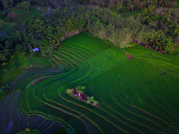 Luchtmening van Azië in Indonesisch padieveldgebied met groene rijstterrassen